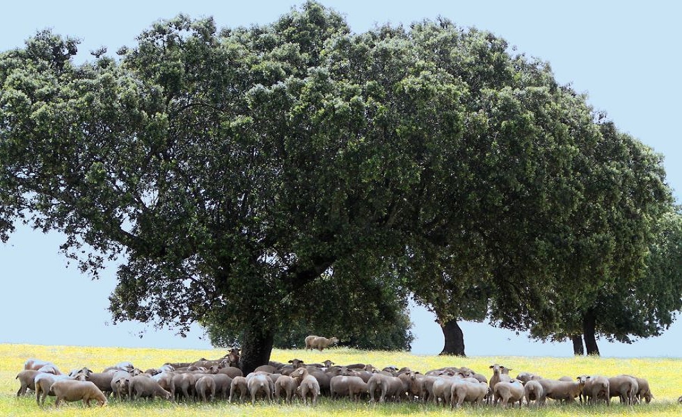 Para se protegerem, os animais procuram a sombra no verão.