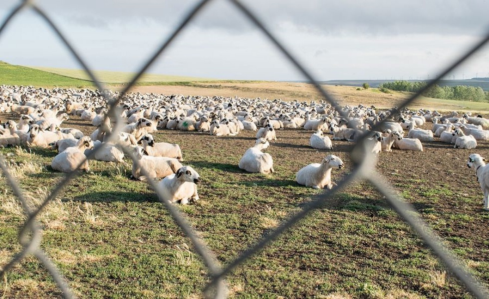 Sem um bem-estar animal adequado, os animais não poderão atingir o seu desempenho ótimo.