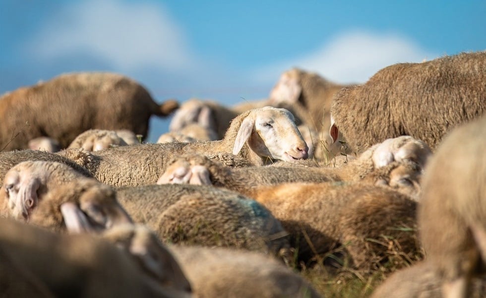 Quando o bem-estar dos animais é assegurado, a rentabilidade da produção é garantida.