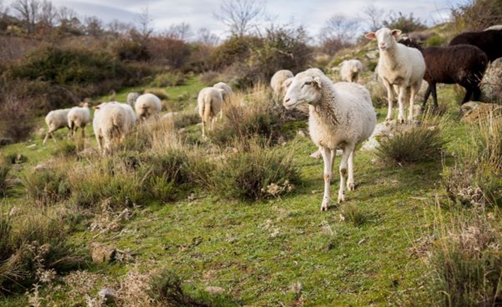 Na época do parto, os animais são mais sensíveis aos rigores do clima.