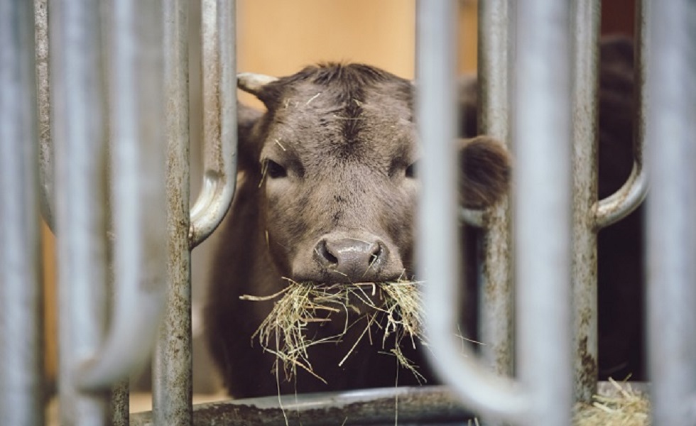 Os animais alojados em condições adequadas podem desenvolver todo o seu potencial de crescimento.